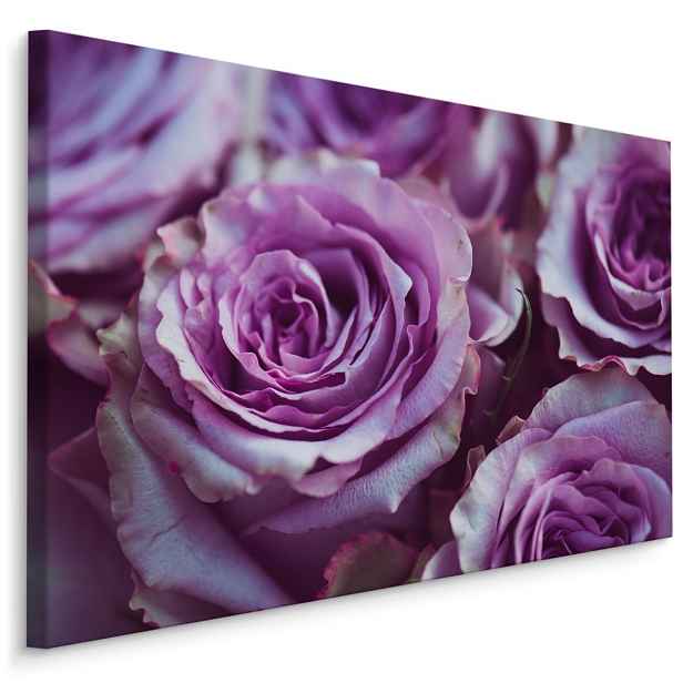 Plátno Krásné Fialové Růže Varianta: 40x30