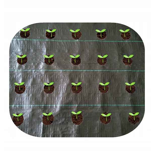 Agrotextilie s otvory pro Česnek 1,10x10 Zelenina