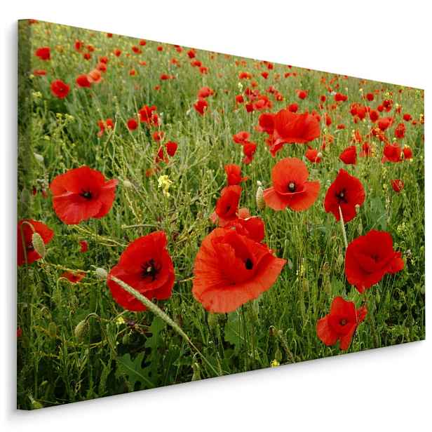 Plátno Červené Máky Na Louce Varianta: 30x20