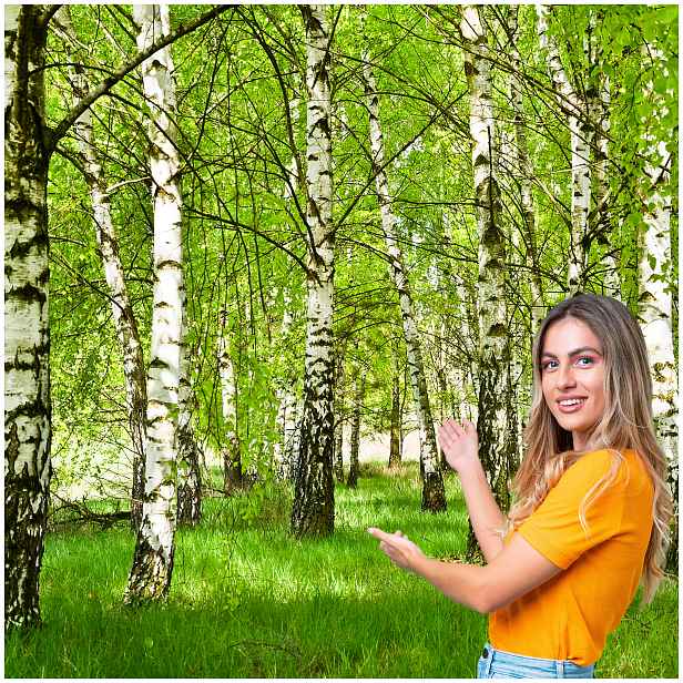 Fototapeta 3D Obývací Pokoj Ložnice Bříza Les Stromy 490x260 BLD02F