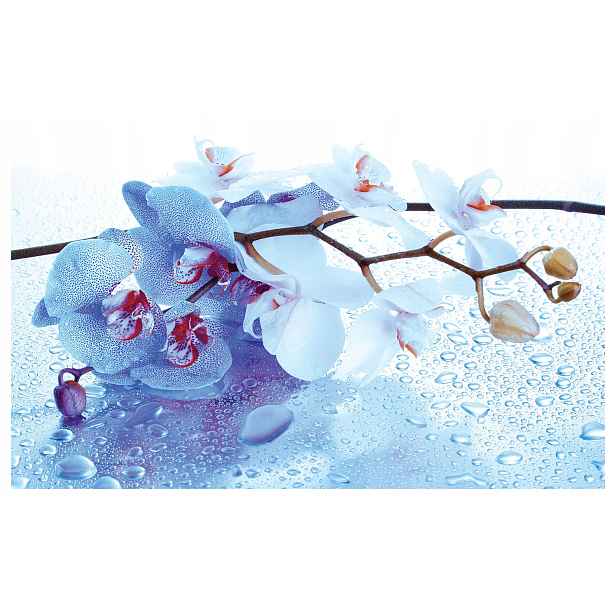 Fototapeta Orchideje s rosou světle modrá a bílá, jemnost vinylová 254x184 lepidlo