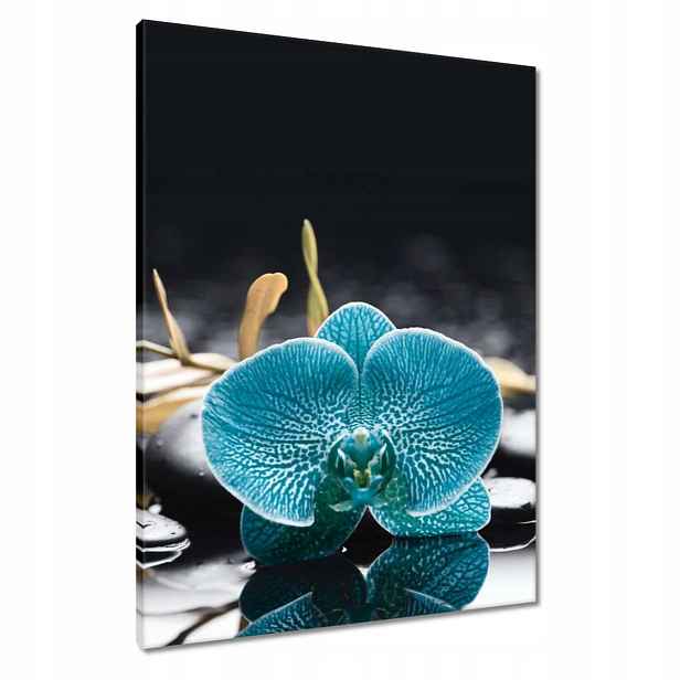Obrazy 60x80 Tyrkysový orchidej Květina