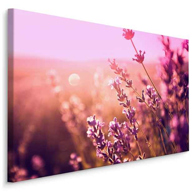 Plátno Květy Levandule Při Ranním Slunci Varianta: 100x70
