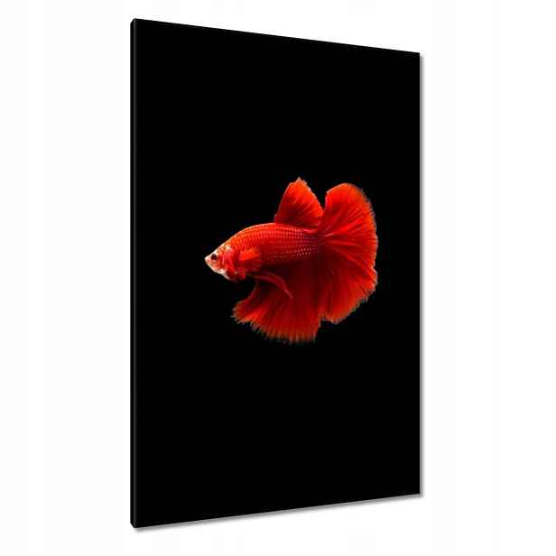 Obrazy 80x120 Červený bojovník rybka