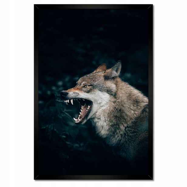 Plakáty v rámu 40x60 Vlk vlci Wolf