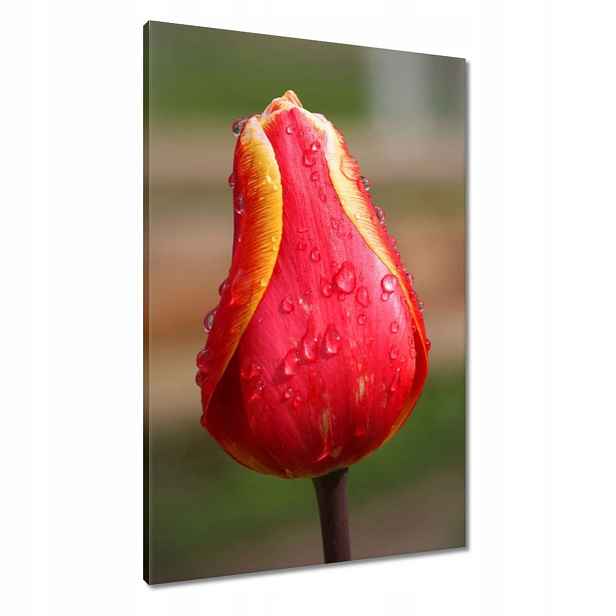 Obrazy 60x90 Červeno-žlutý tulipán