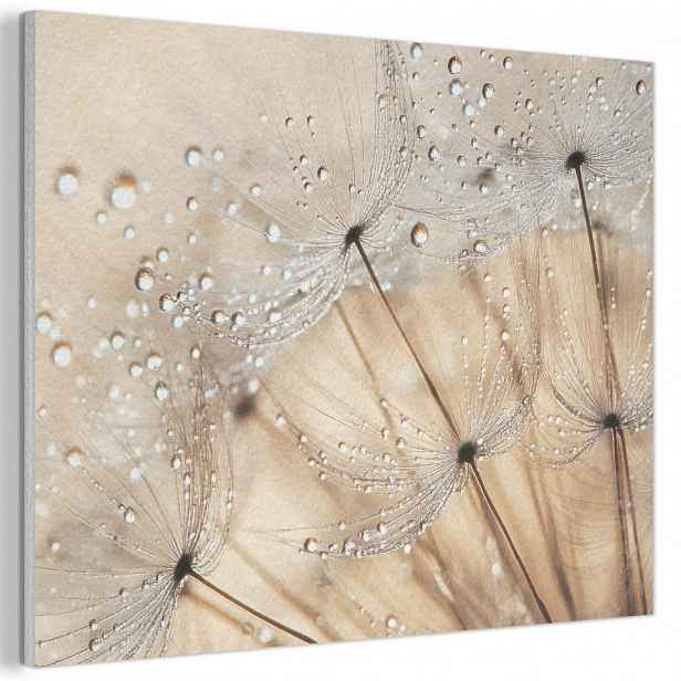MuchoWow AKUSTICKÝ obraz Pampeliška - Abstraktní - Příroda - Béžová 100x70 cm