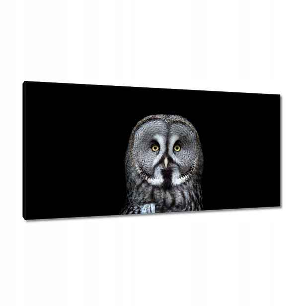 Obrazy 115x55 Velká šedá sovička