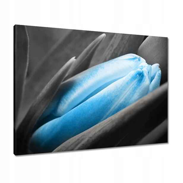 Obrazy 80x60 Modré okvětní lístky Tulipán