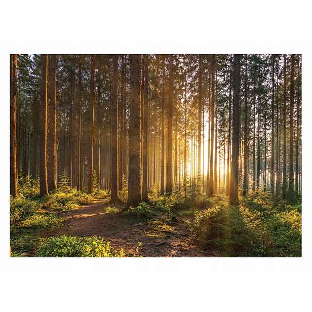 Fototapeta Les 3D Stromy Slunce Příroda 254x184