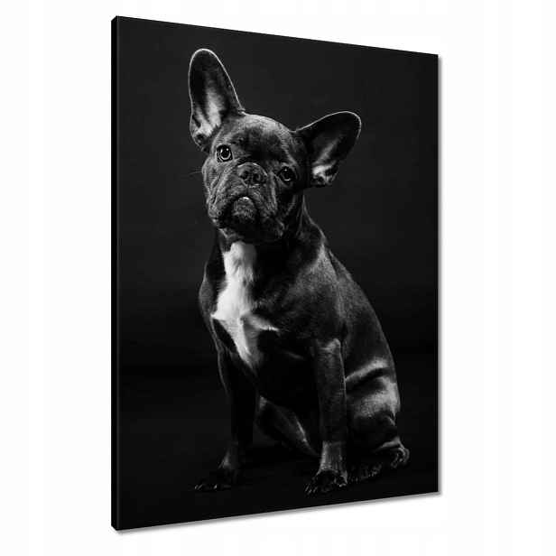 Obrazy 60x80 Černý francouzský buldoček