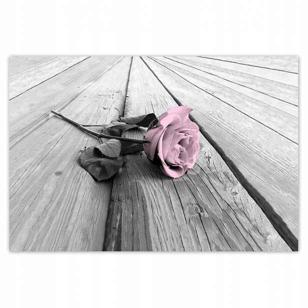 Plakáty 185x125 Pudrová růžová Old pink Rose