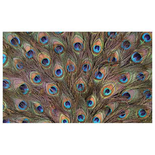 Tapeta Paví pera Irisy Makro Elegance Světle Modrá Zeleň Hnědá 200x140 lepidlo