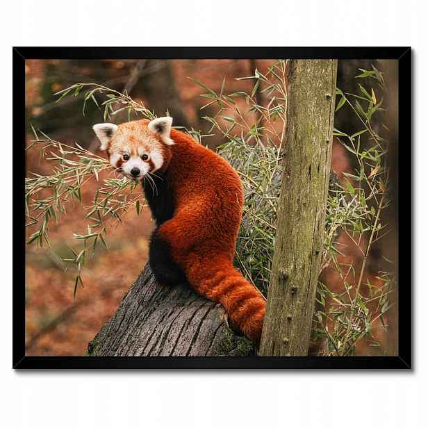 Plakáty v rámu 50x40 Pandka rudá panda malá panda červená menší