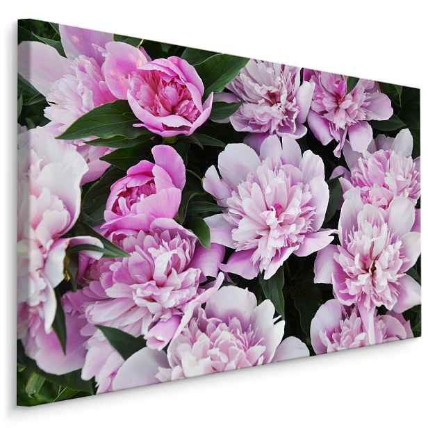 Plátno Pivoňkový keř I. Varianta: 30x20