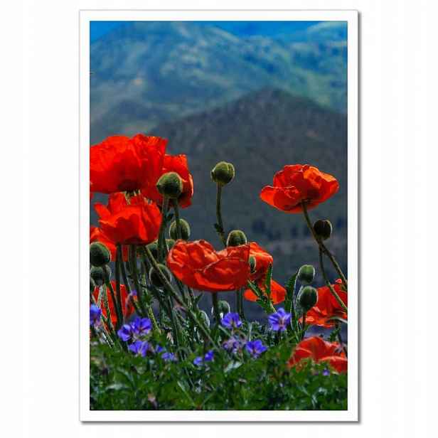 Plakáty v rámu 40x60 Červené máky Květiny
