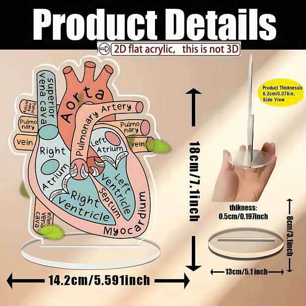 TEMU 2D plochá akrylová 1ks 5.59 X 7.1 Anatomická tabulka lidského srdce - Boční polohování, Domácí kancelář, Třídy, , Nemocnice, Lékařská místnost -