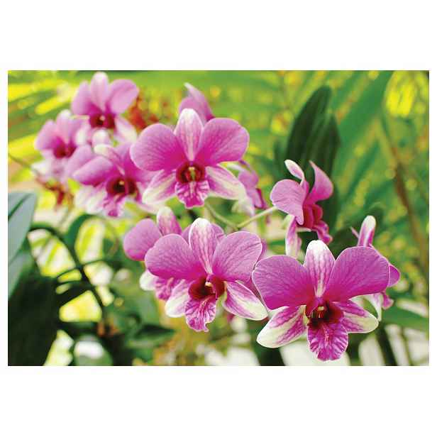 Tapeta Orchideje Růžová Elegance Makro Krása Zelená Akcent 350x250 lepidlo