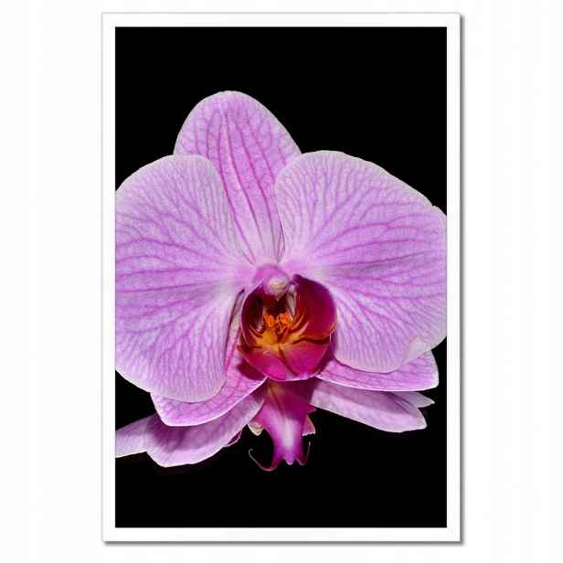 Plakáty v rámu 40x60 Fialový orchidej