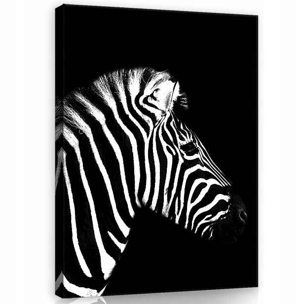 Obraz 75x100 Zebra černobílé zvíře divoká příroda pruhy kontrast