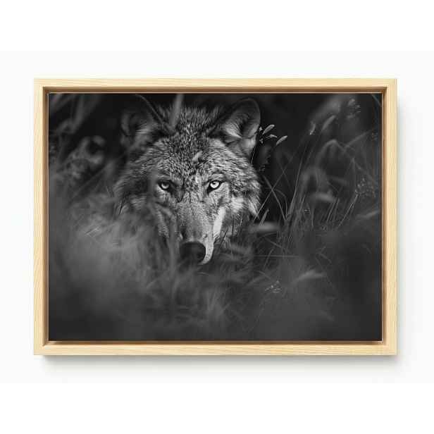 Obraz Rám Americký Box Fauna Příroda Šedý Vlk Portrét 80x60