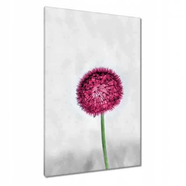 Obrazy 80x120 Růžový pampeliška Květina