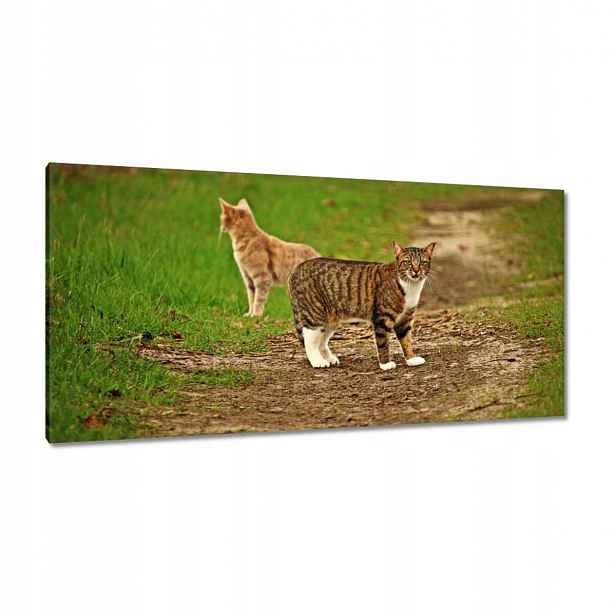 Obrazy 115x55 Kočka Kočky Kočka