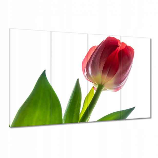 Obrazy 120x80 Červený tulipán Květina