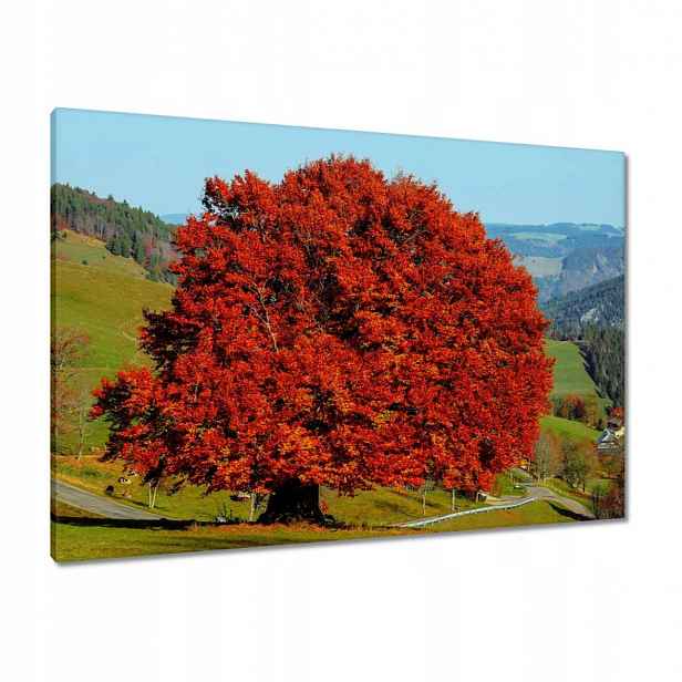 Obrazy 100x70 Červený osamělý strom