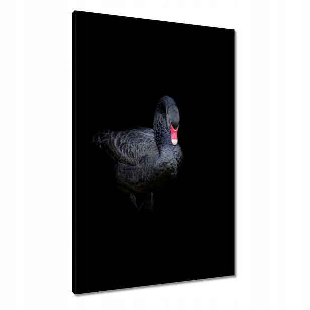 Obrazy 60x90 Krásná černá labuť