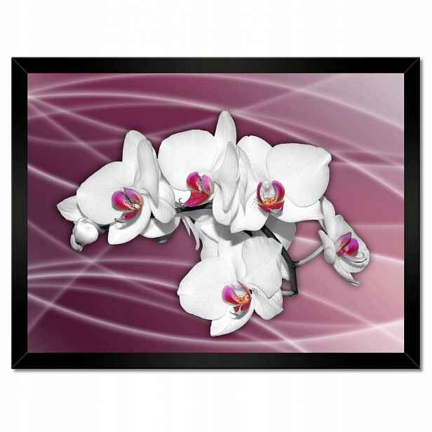 Plakáty v rámu 40x30 Krásná Orchidej Květiny
