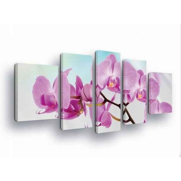 Obraz 170x100 Orchidej květiny jemnost elegance příroda růžová fialová