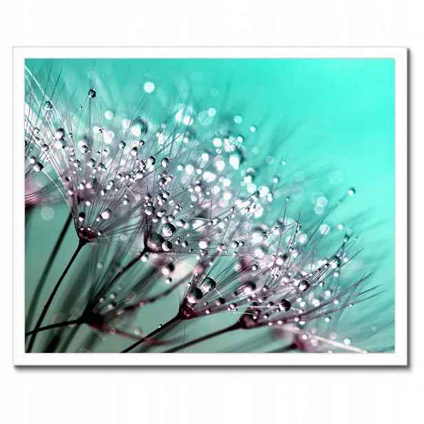 Plakáty v rámu 50x40 Kapky rosy Pampeliška