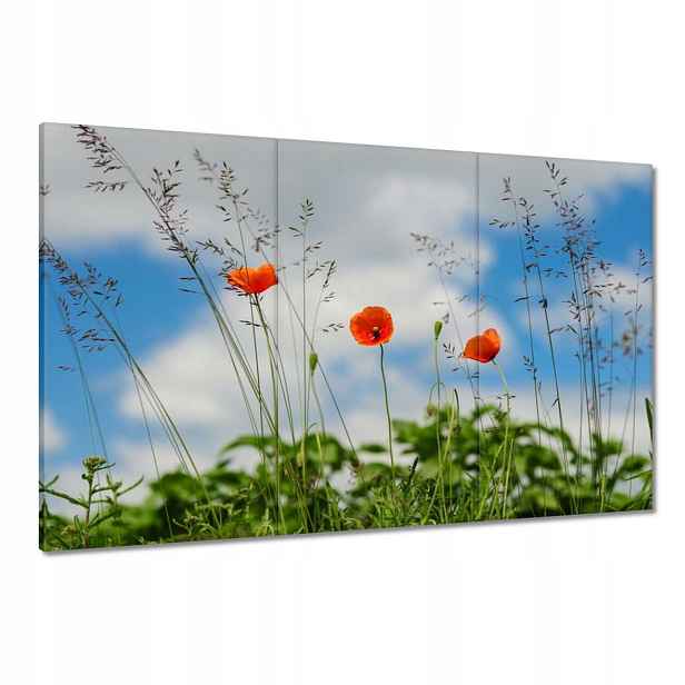 Obrazy 120x80 Červené polní máky