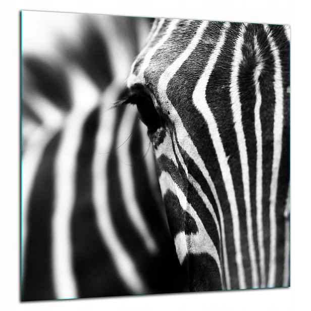 Skleněná Ochranná Deska Panel Lepidlo 60x65 Zebra