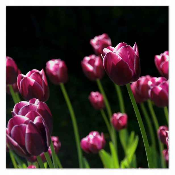 Plakáty 140x140 Fialové tulipány