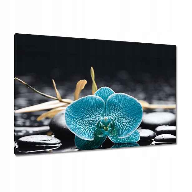 Obrazy 120x80 Tyrkysový orchidej Květina