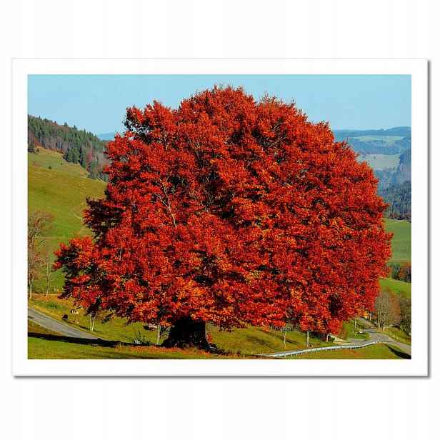 Plakáty v rámu 40x30 Červený osamělý strom