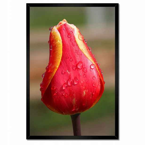 Plakáty v rámu 40x60 Červeno-žlutý tulipán