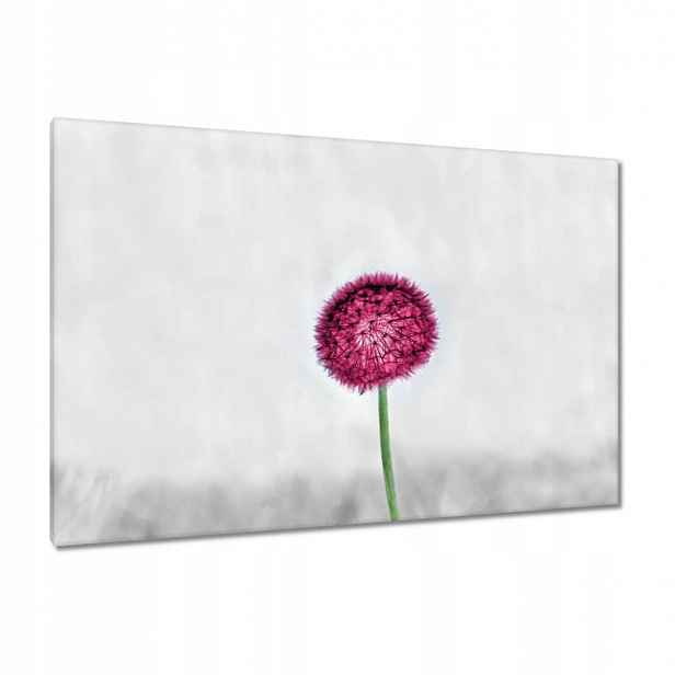 Obrazy 120x80 Růžový pampeliška Květina