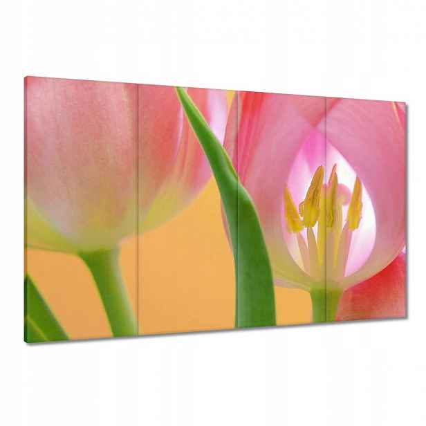 Obrazy 120x80 Růžové tulipány