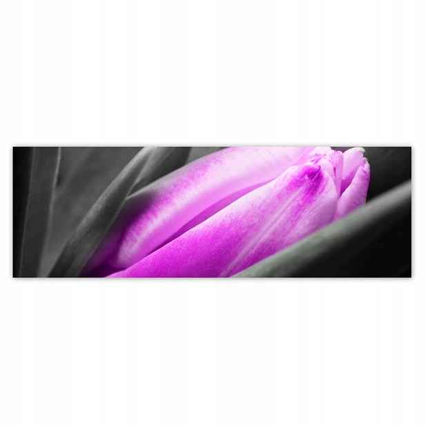 Plakáty 200x66 Fialový tulipán