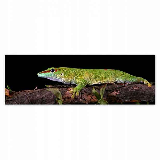 Plakáty 200x66 Madagascariensis gekon