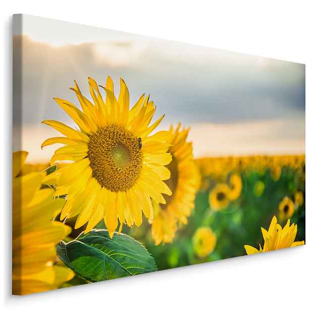 Plátno Pole Krásných Žlutých Slunečnic Varianta: 70x50