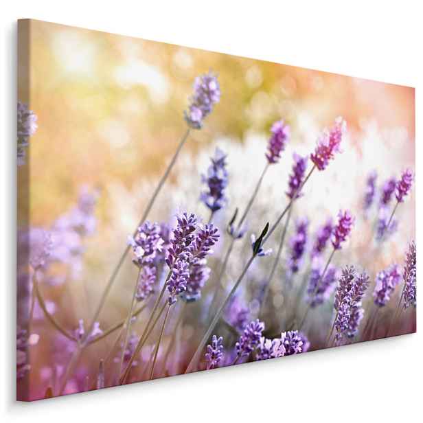 Plátno Levandulové pole I. Varianta: 70x50