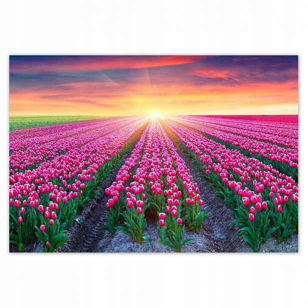 Fototapety 152x104 Moře tulipánů Květiny