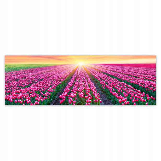 Plakáty 200x66 Moře tulipánů Květiny