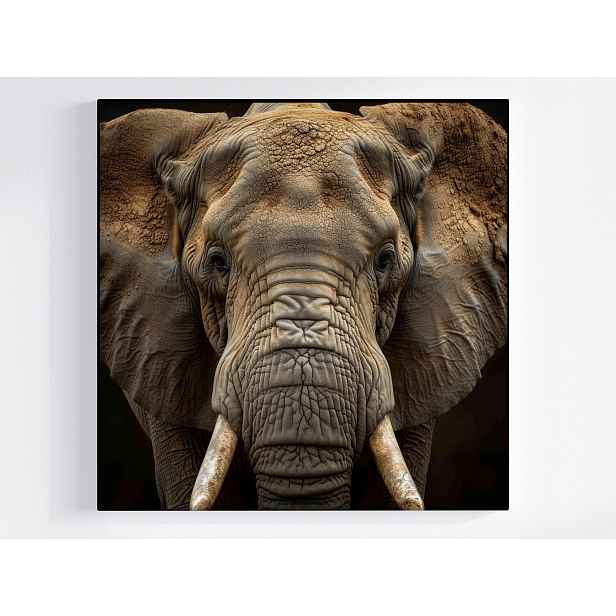 Obraz Na Plátně Canvas Zvíře Fauna Příroda Fotografie Makro Slon 50x50