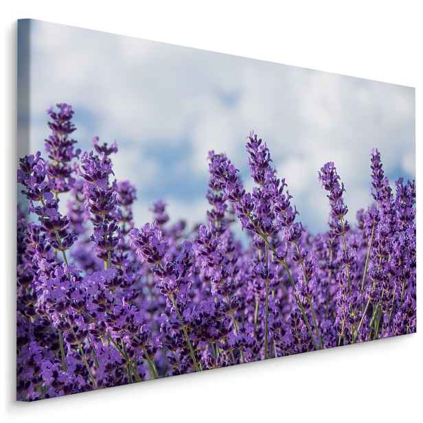 Plátno Květy Levandule Varianta: 30x20