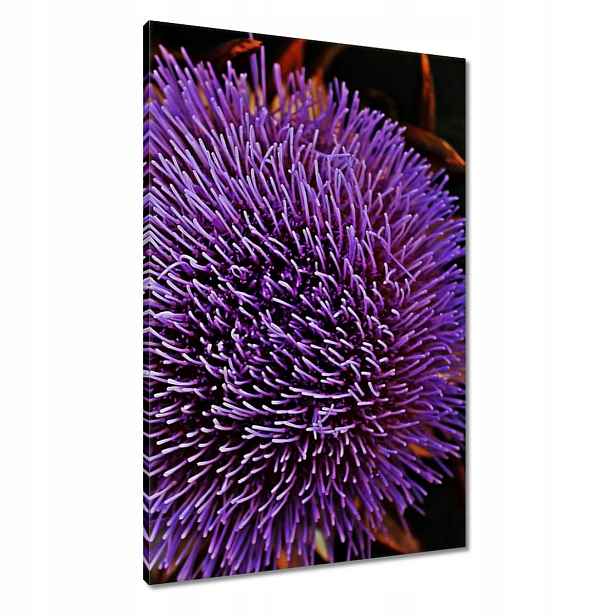Obrazy 60x90 Květ Fialový Čupiradlo